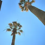 Twin Palms *